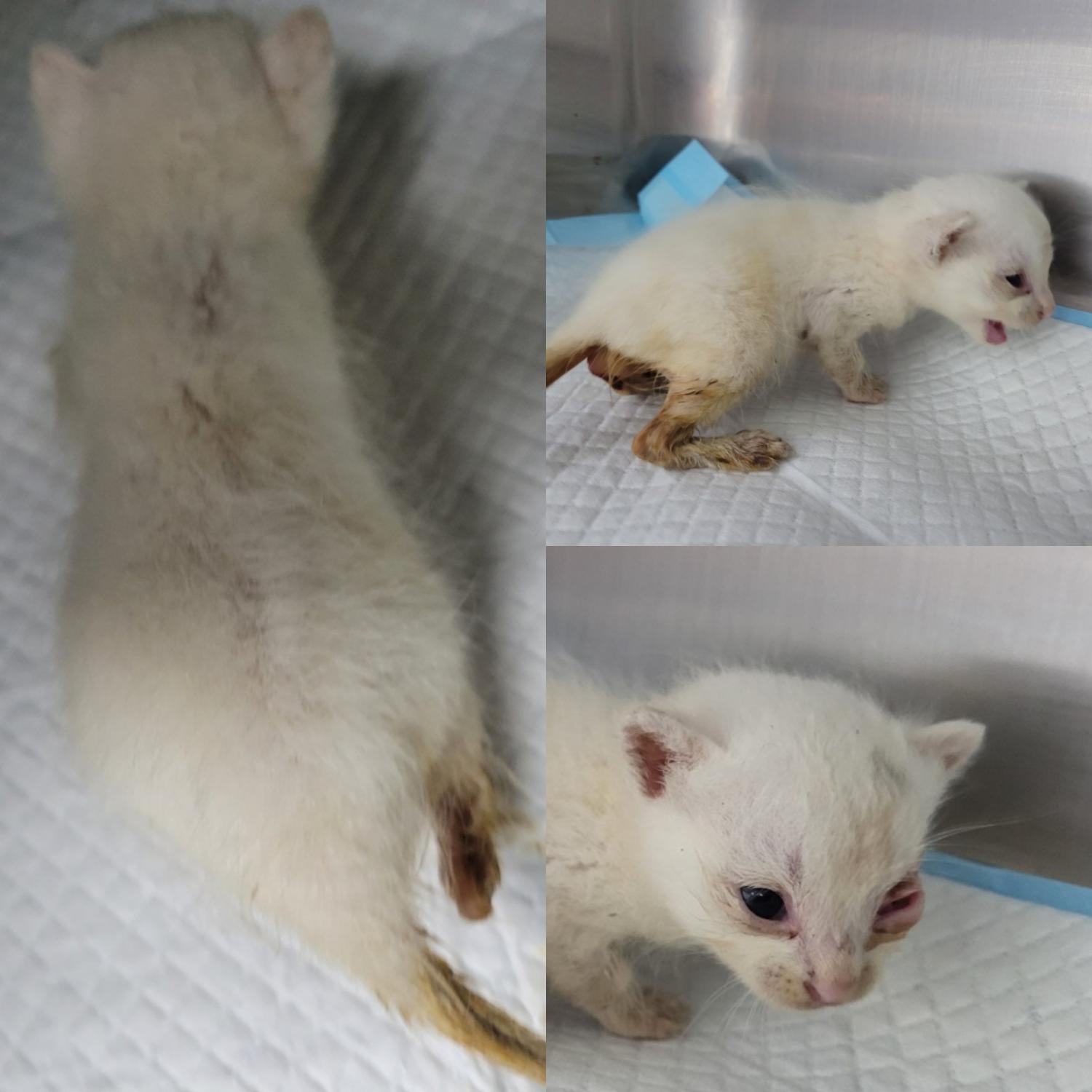 논산시 동물보호센터_444454202300604