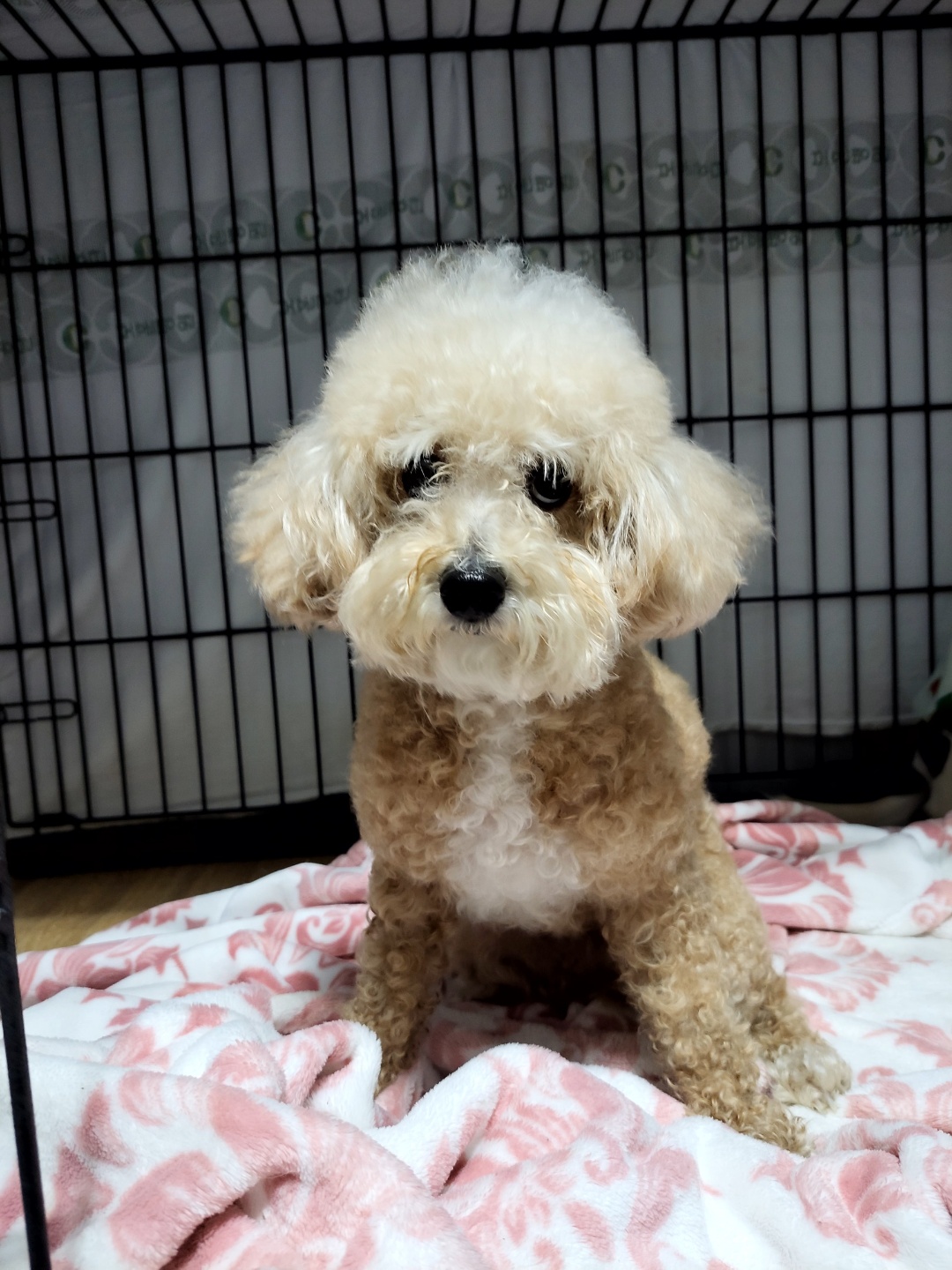 하남동물병원_441404202300417