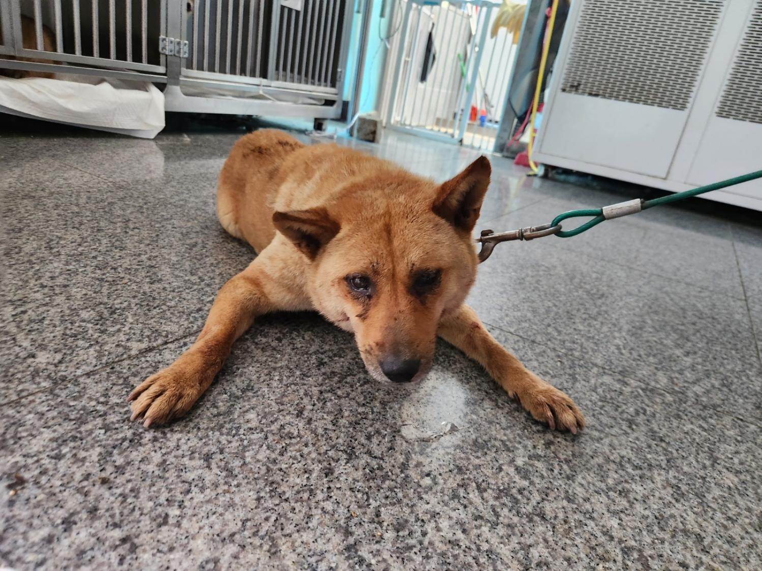 광주 동물보호소_429363202300639