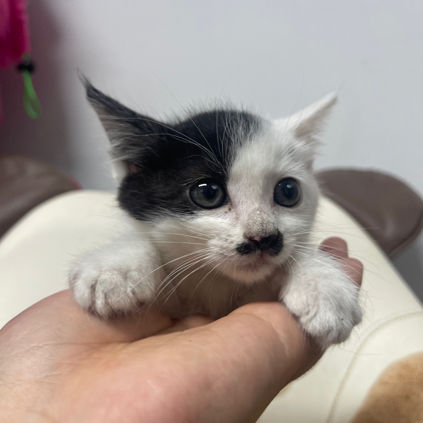 강릉시 동물사랑센터_442420202300417