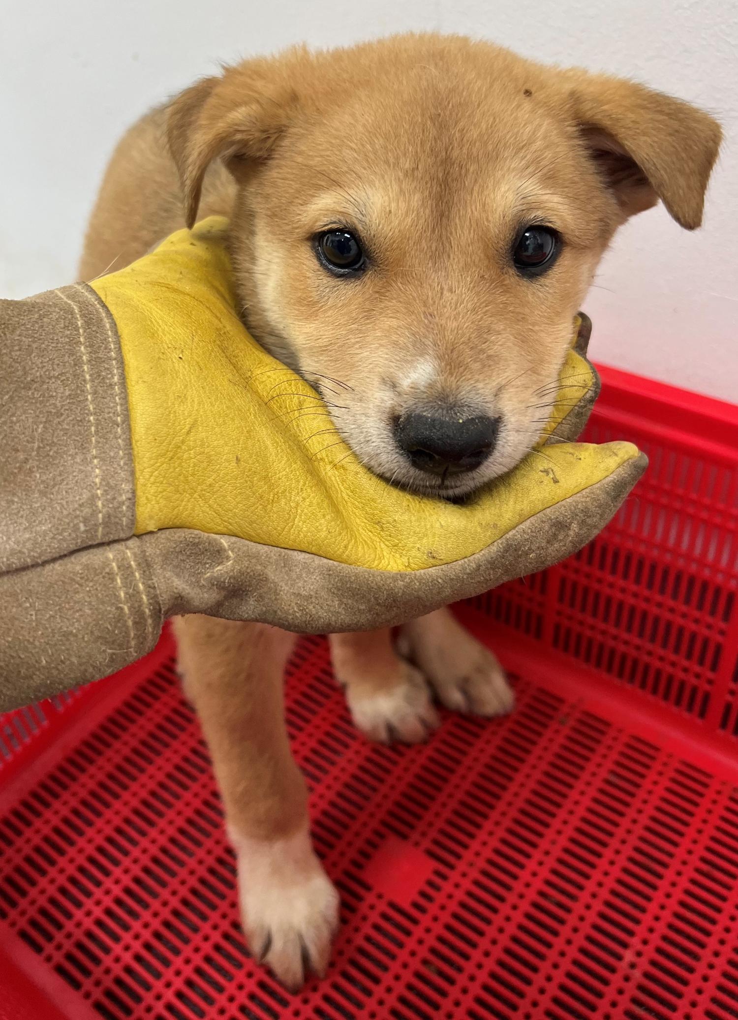 담양군 동물보호센터_446485202300493