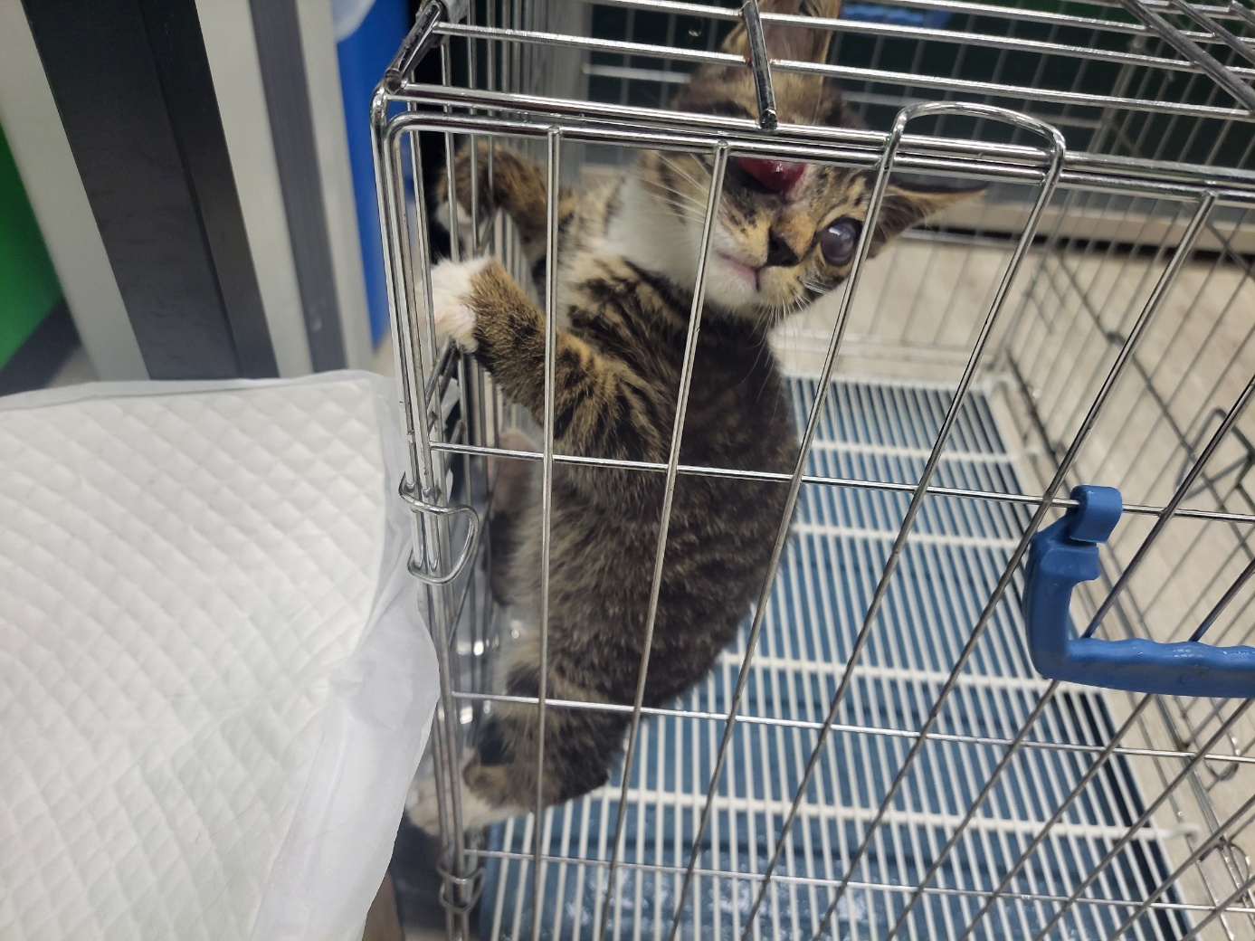 고양시동물보호센터_441394202301530