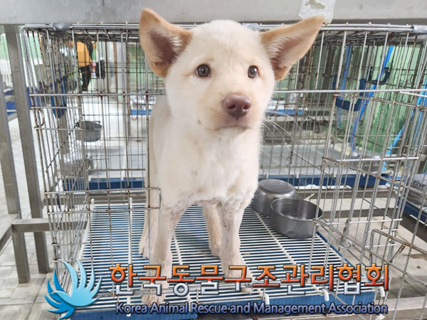 한국동물구조관리협회_441406202301026