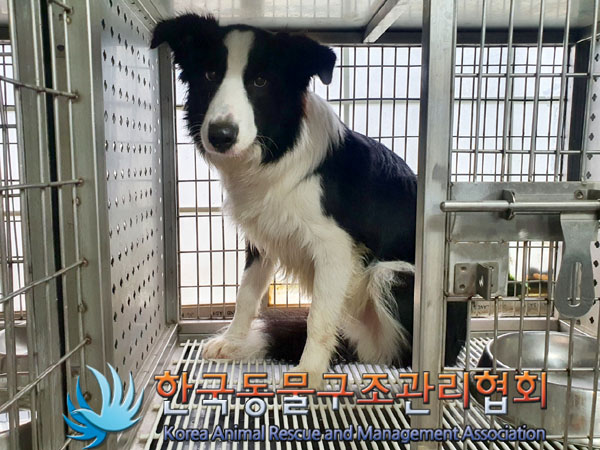 한국동물구조관리협회_411315202300466