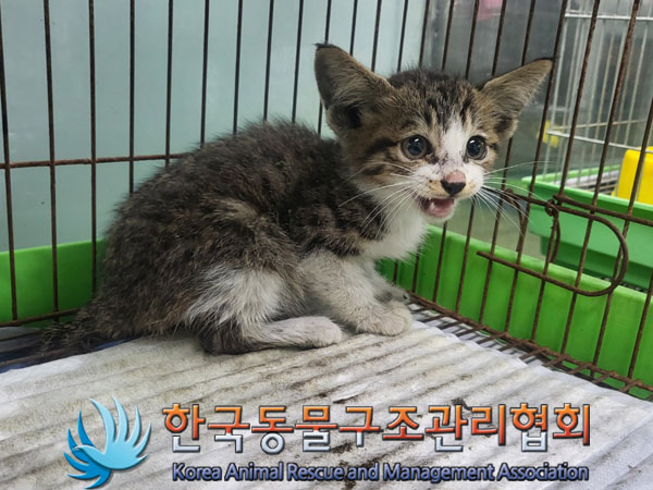 한국동물구조관리협회_441398202300261