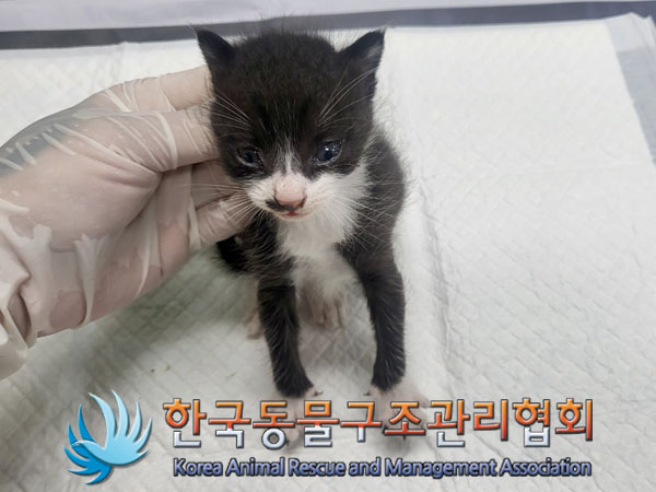 한국동물구조관리협회_411323202300686