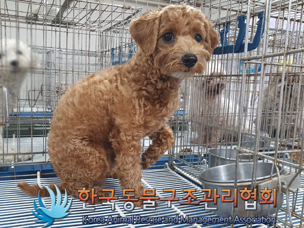 한국동물구조관리협회_411322202300436