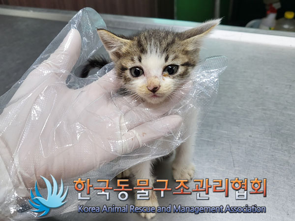 한국동물구조관리협회_411317202300200