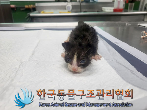 한국동물구조관리협회_441409202301117