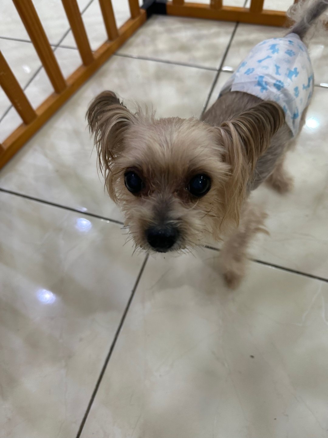 멘토동물병원_427346202300836