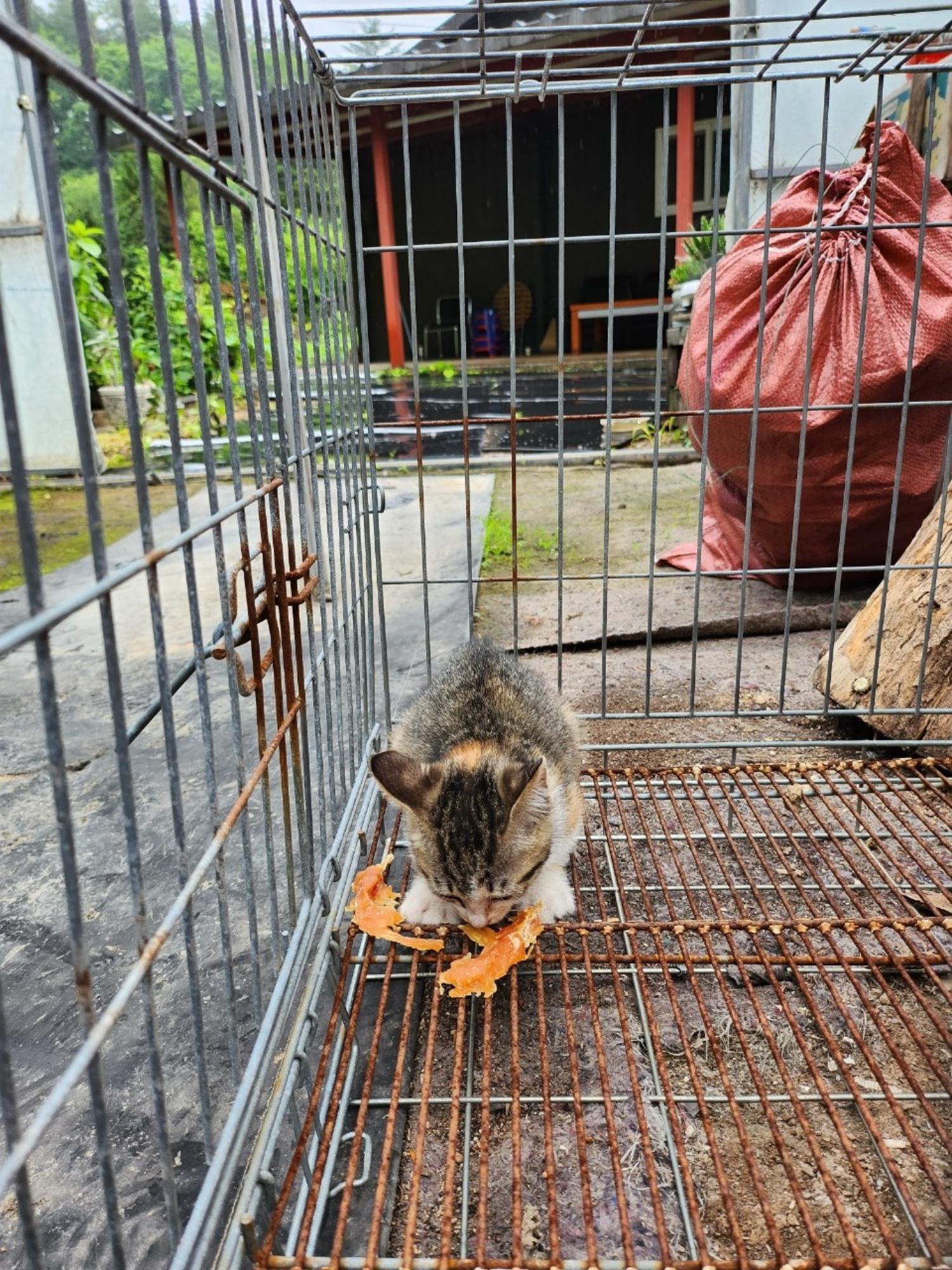 태백시유기동물보호소_442422202300381
