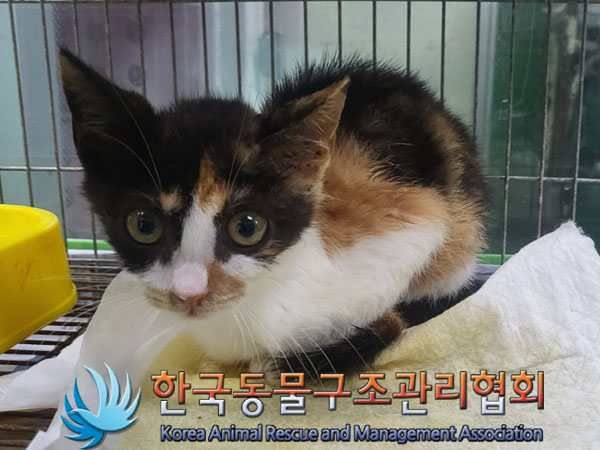 한국동물구조관리협회_411307202300256