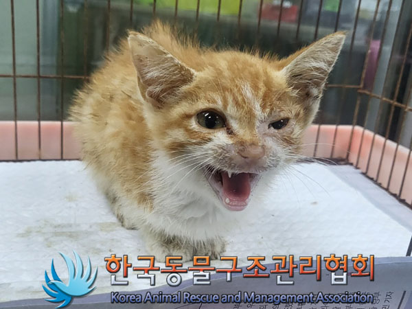 한국동물구조관리협회_411307202300255