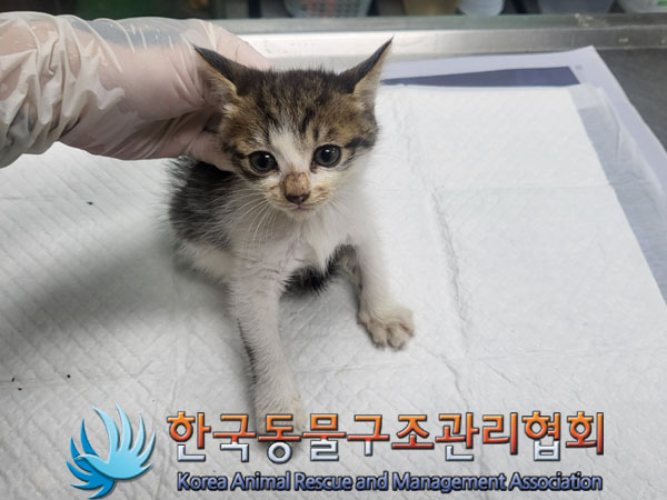 한국동물구조관리협회_411317202300201
