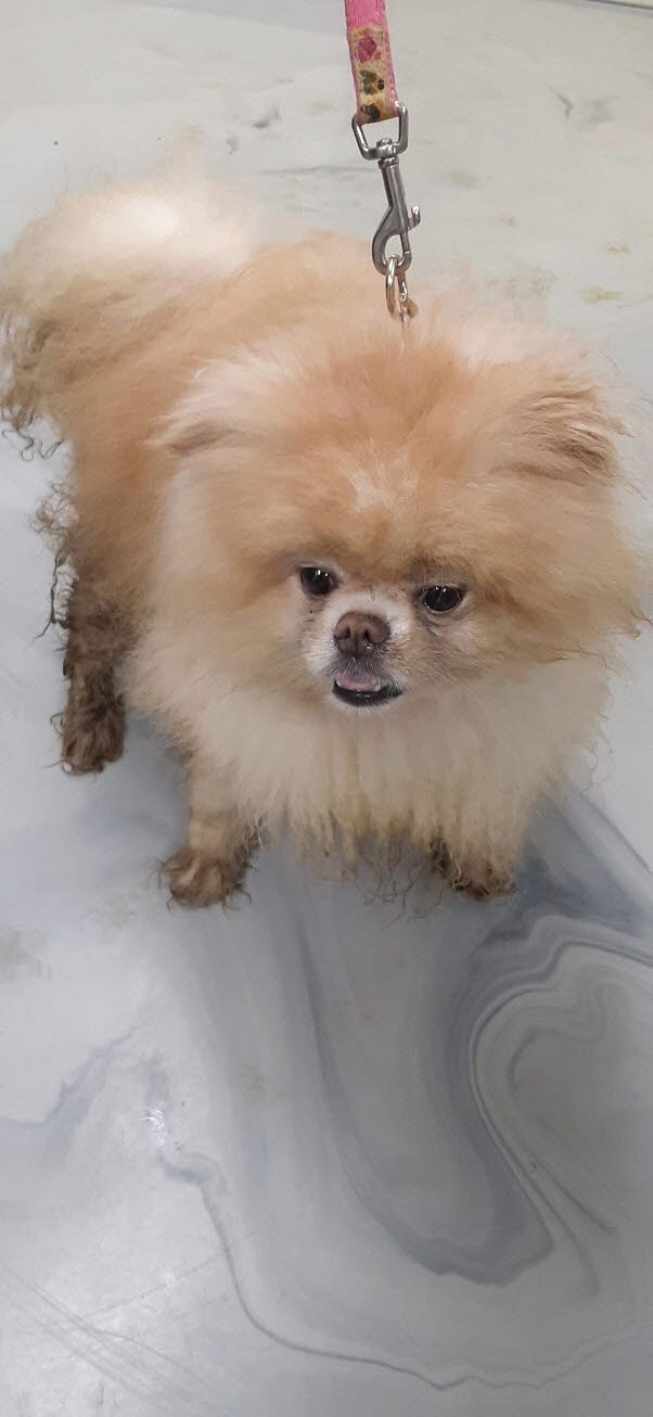 아산동물복지지원센터_444452202301504