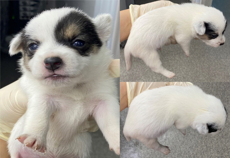 서산시 동물보호센터_444453202300600