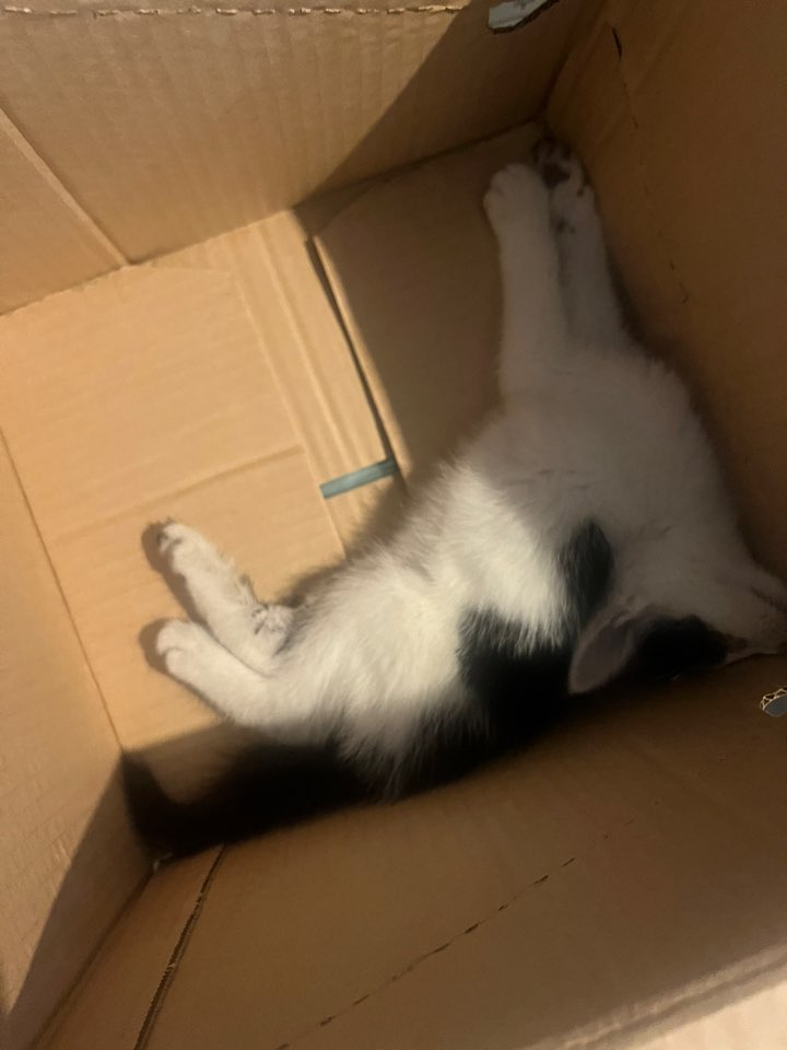 예스동물병원_427346202300837