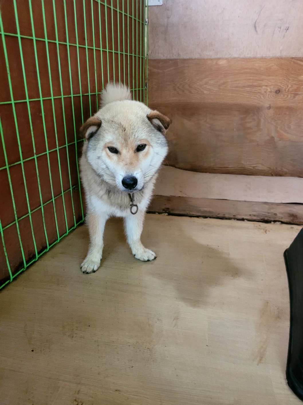 청도군동물보호소_447519202300176