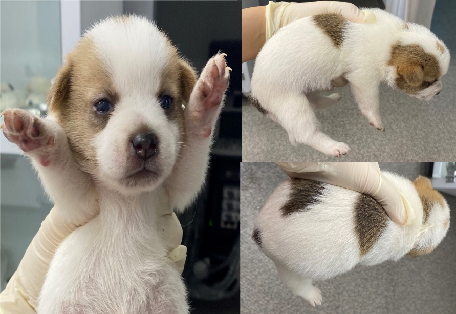 서산시 동물보호센터_444453202300603