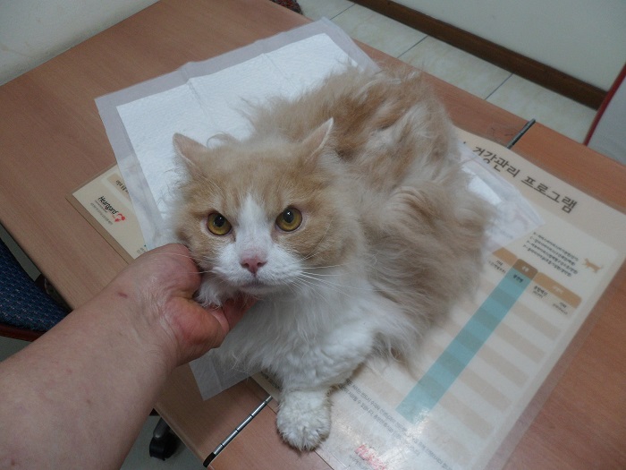 강현림동물병원_411320202300558