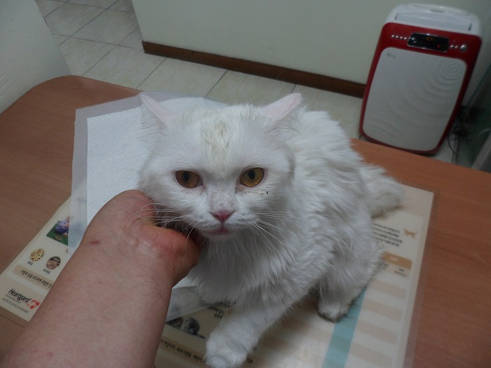 강현림동물병원_411320202300559