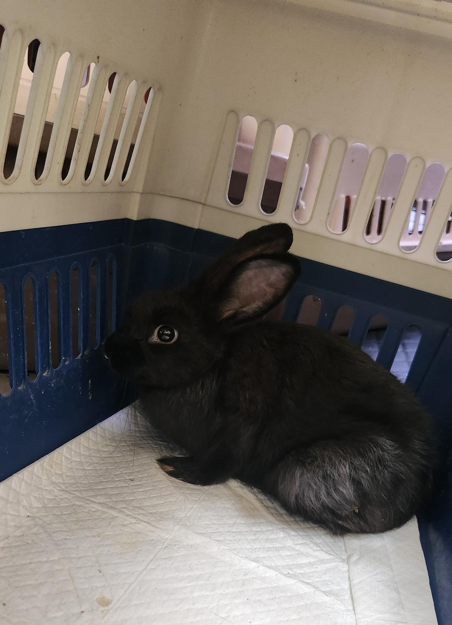 울산유기동물보호센터_431371202300350