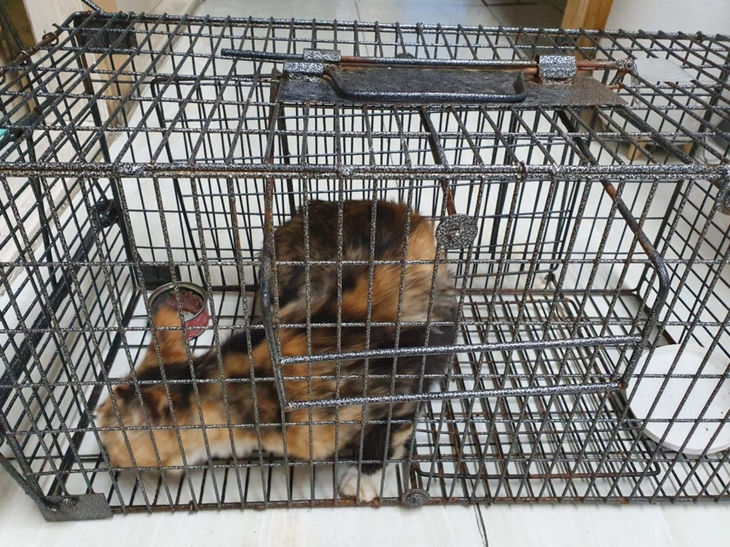 보호중 한국 고양이…
