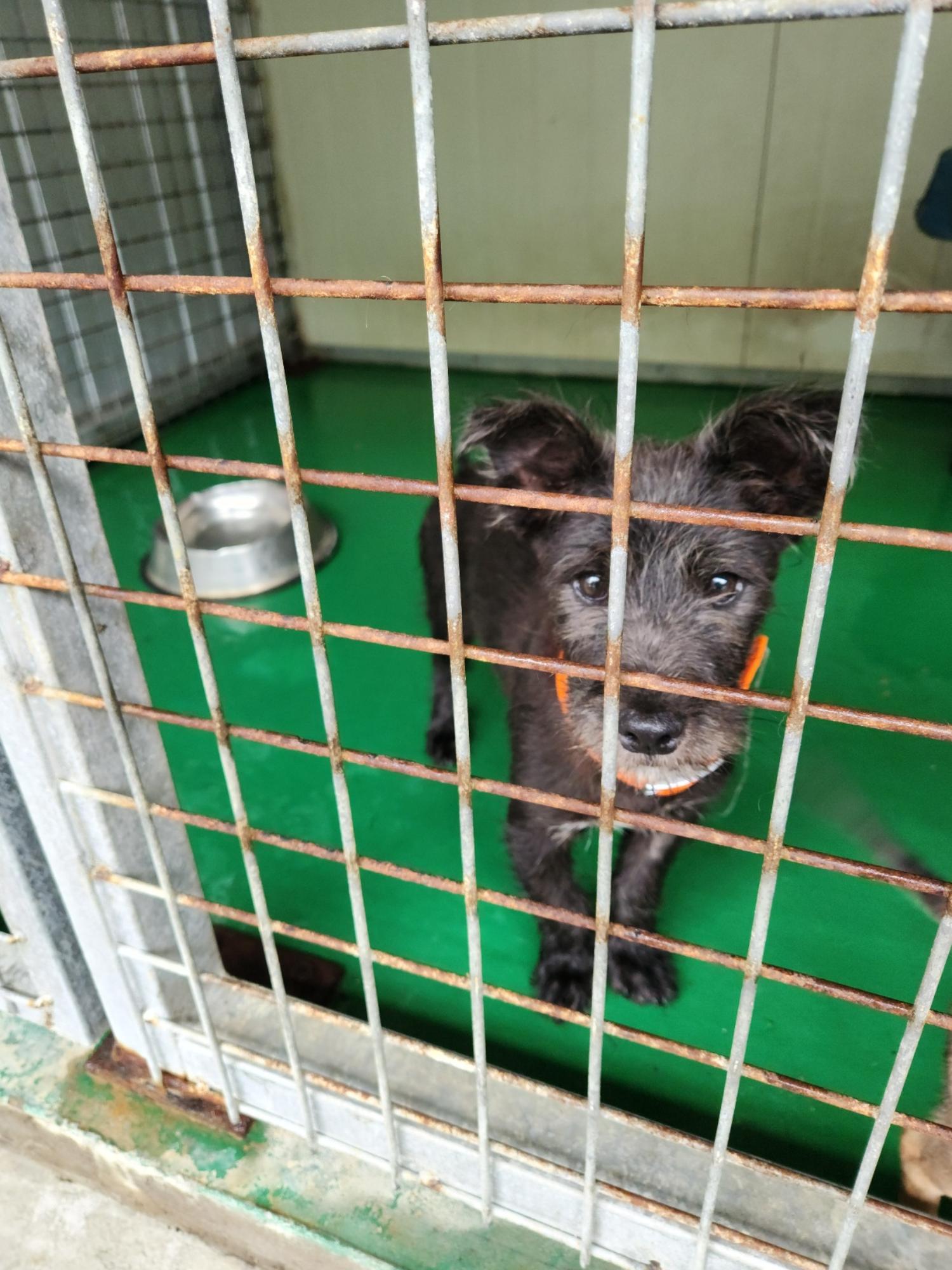 예천군유기동물보호소_447523202300394