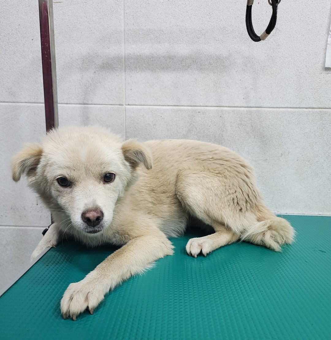 옥천동물병원_443443202300422
