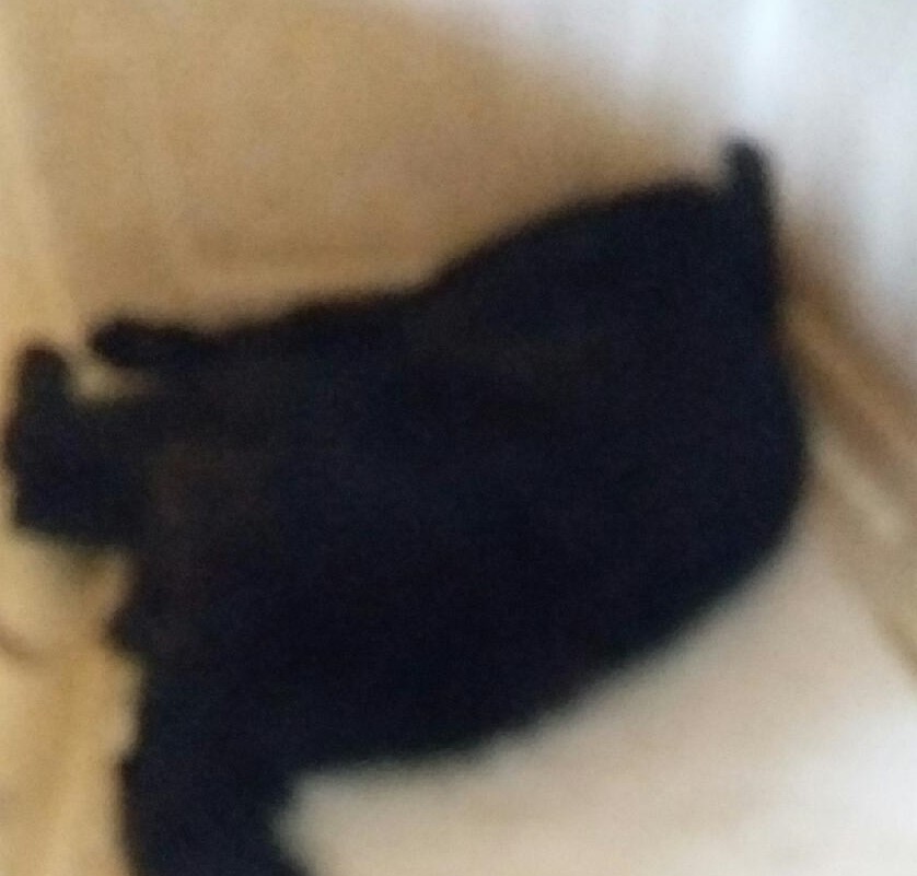 대구유기동물보호협회_427347202300657