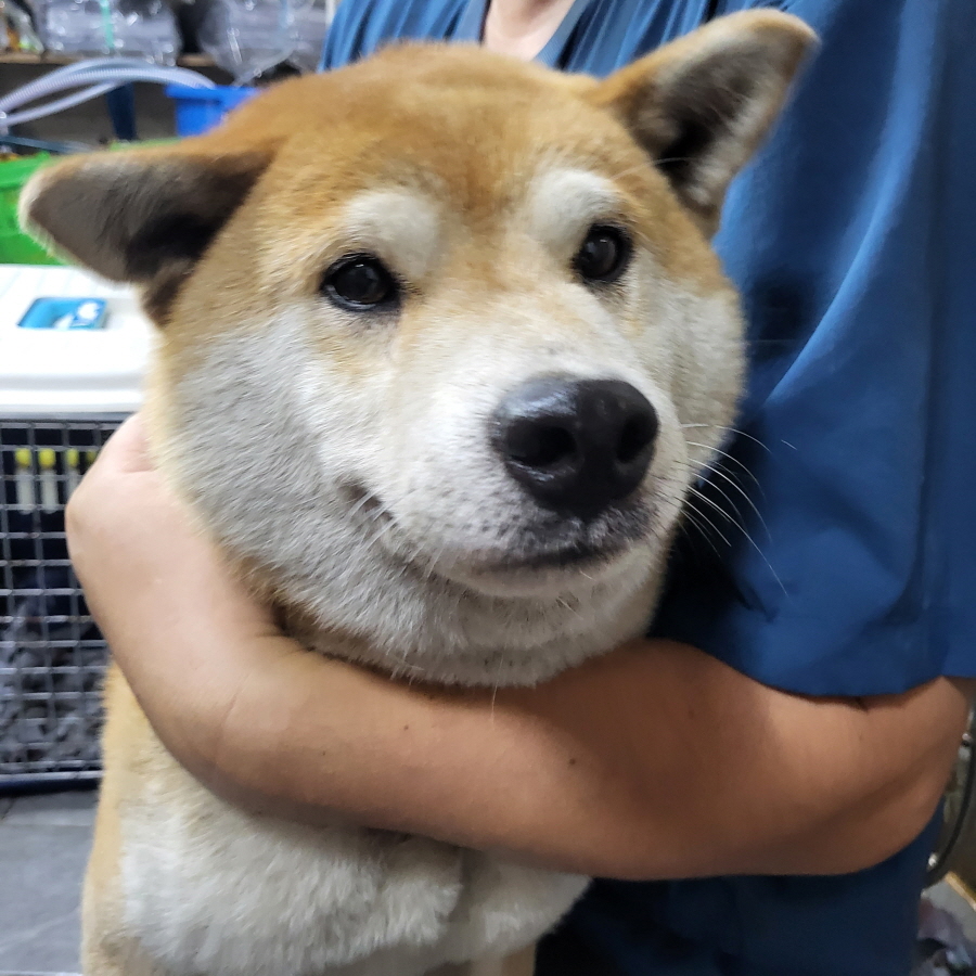 이성준동물병원_441408202300915
