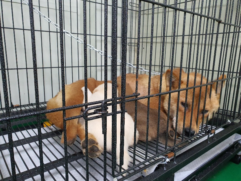 공주시 동물보호소_444450202300433