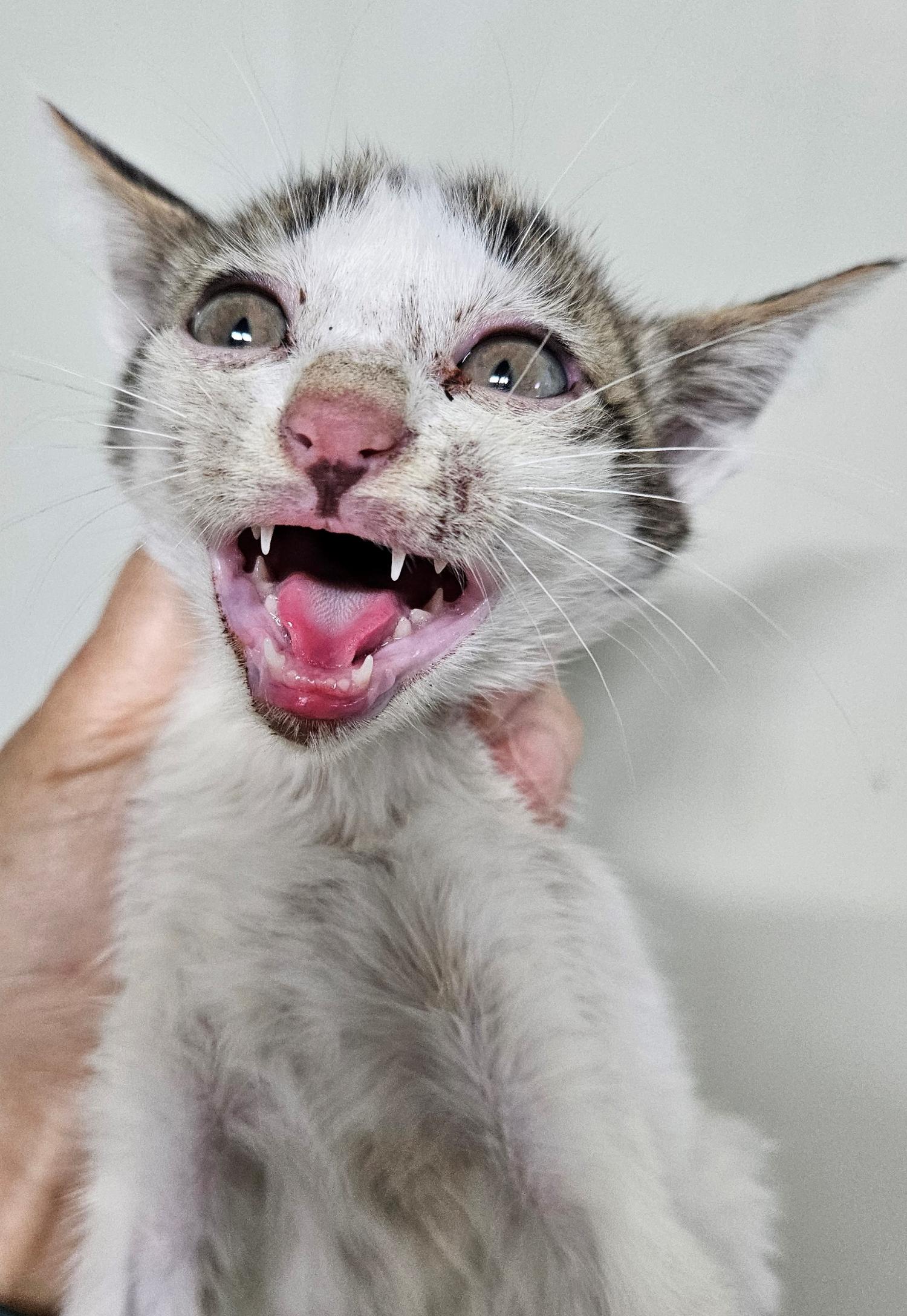 대구유기동물보호협회_427347202300656