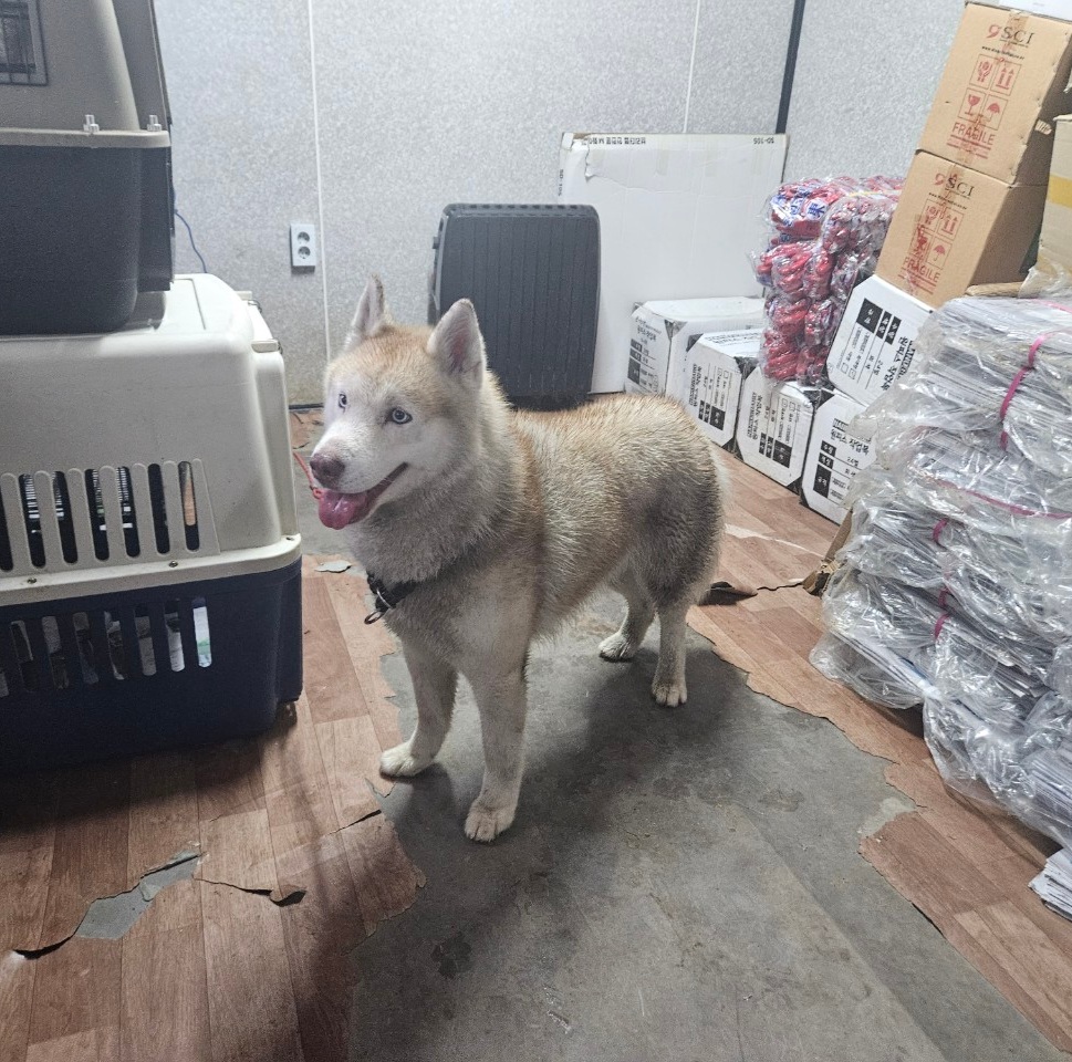 창원유기동물보호소_448567202300936