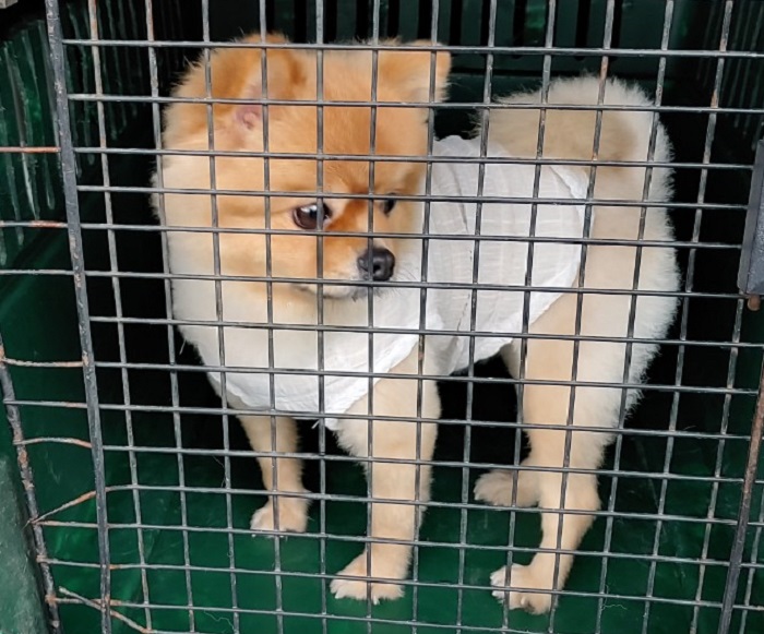 마산유기동물보호소_448528202300915
