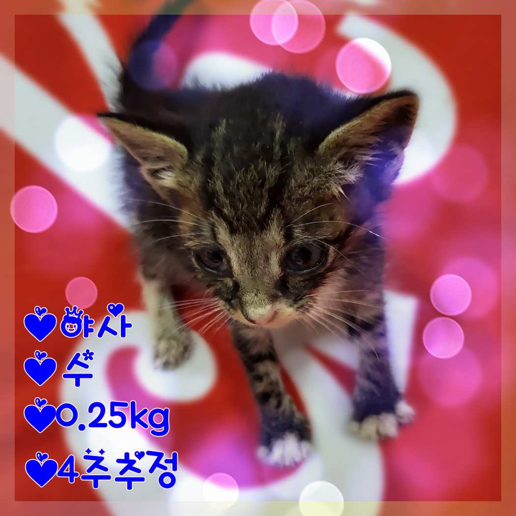 군산유기동물보호센터_445467202301323