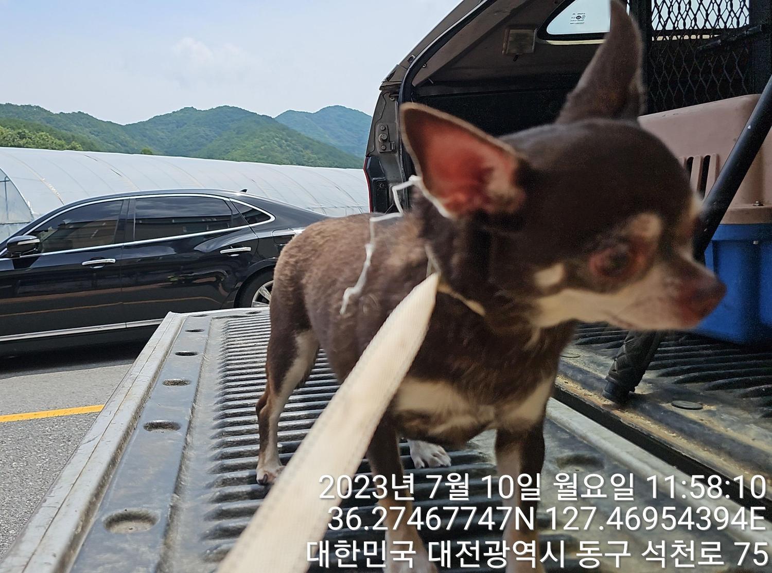 대전동물보호센터_430364202300219
