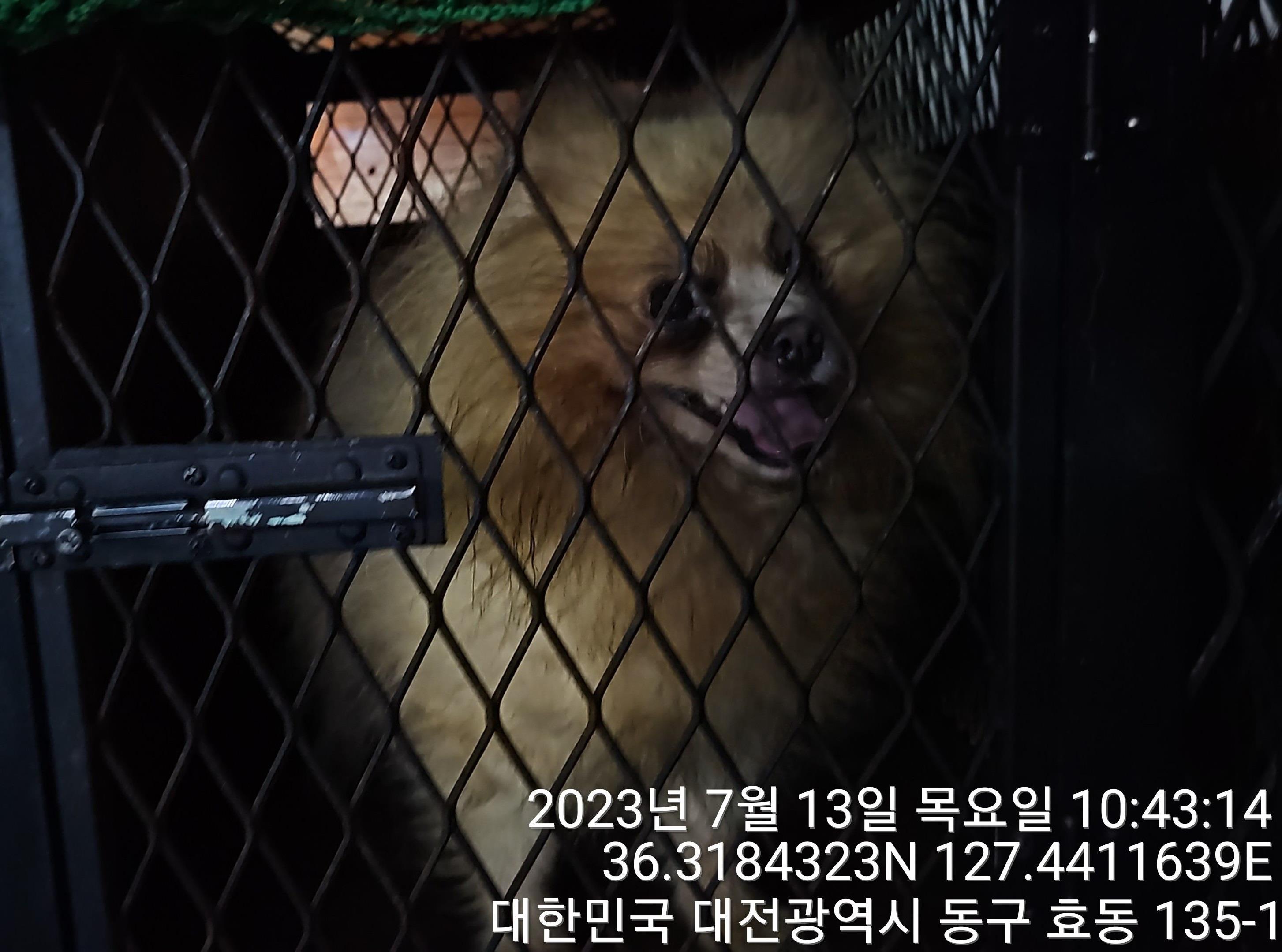 대전동물보호센터_430364202300224