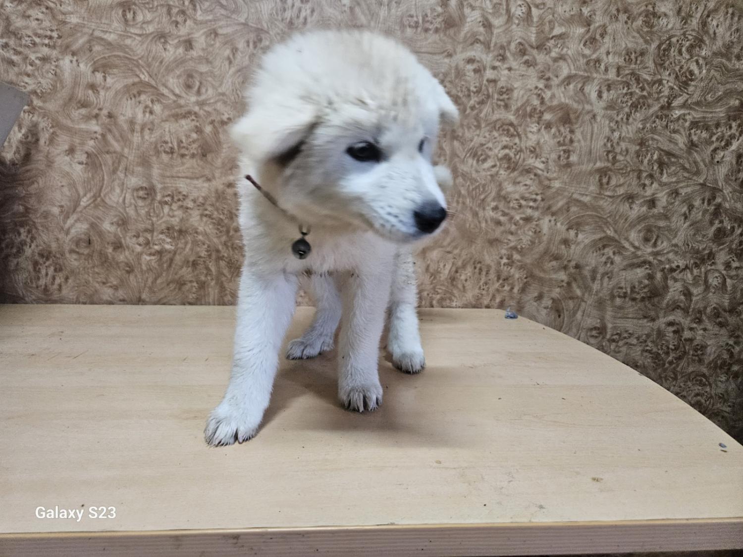 순천시유기동물보호소_446482202300633