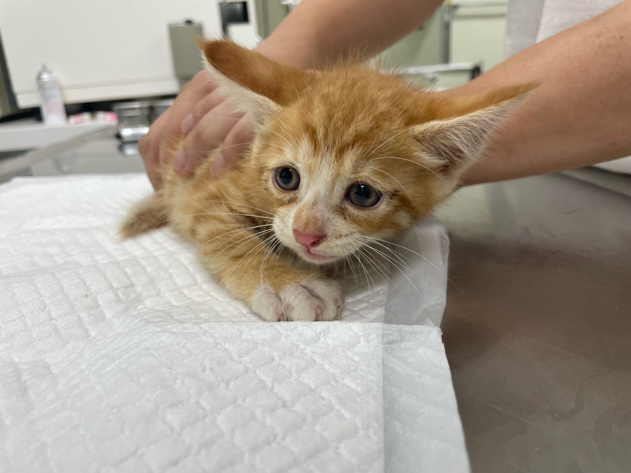 남양주시동물보호센터_441399202301720