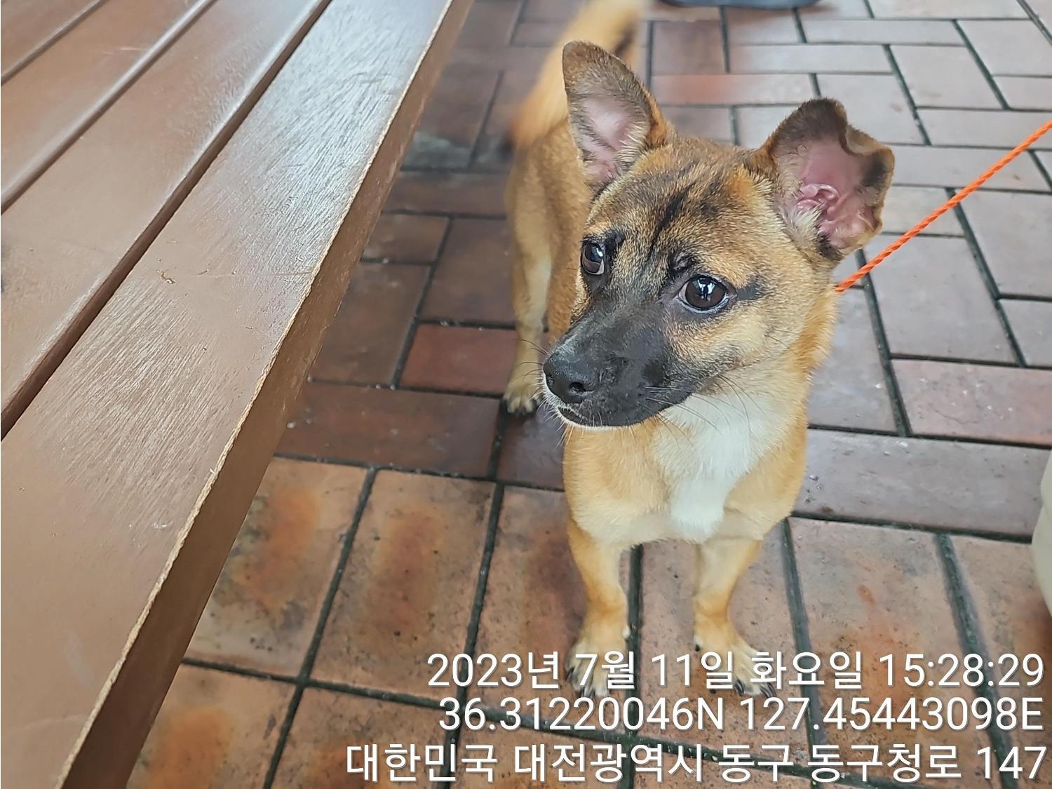 대전동물보호센터_430364202300221