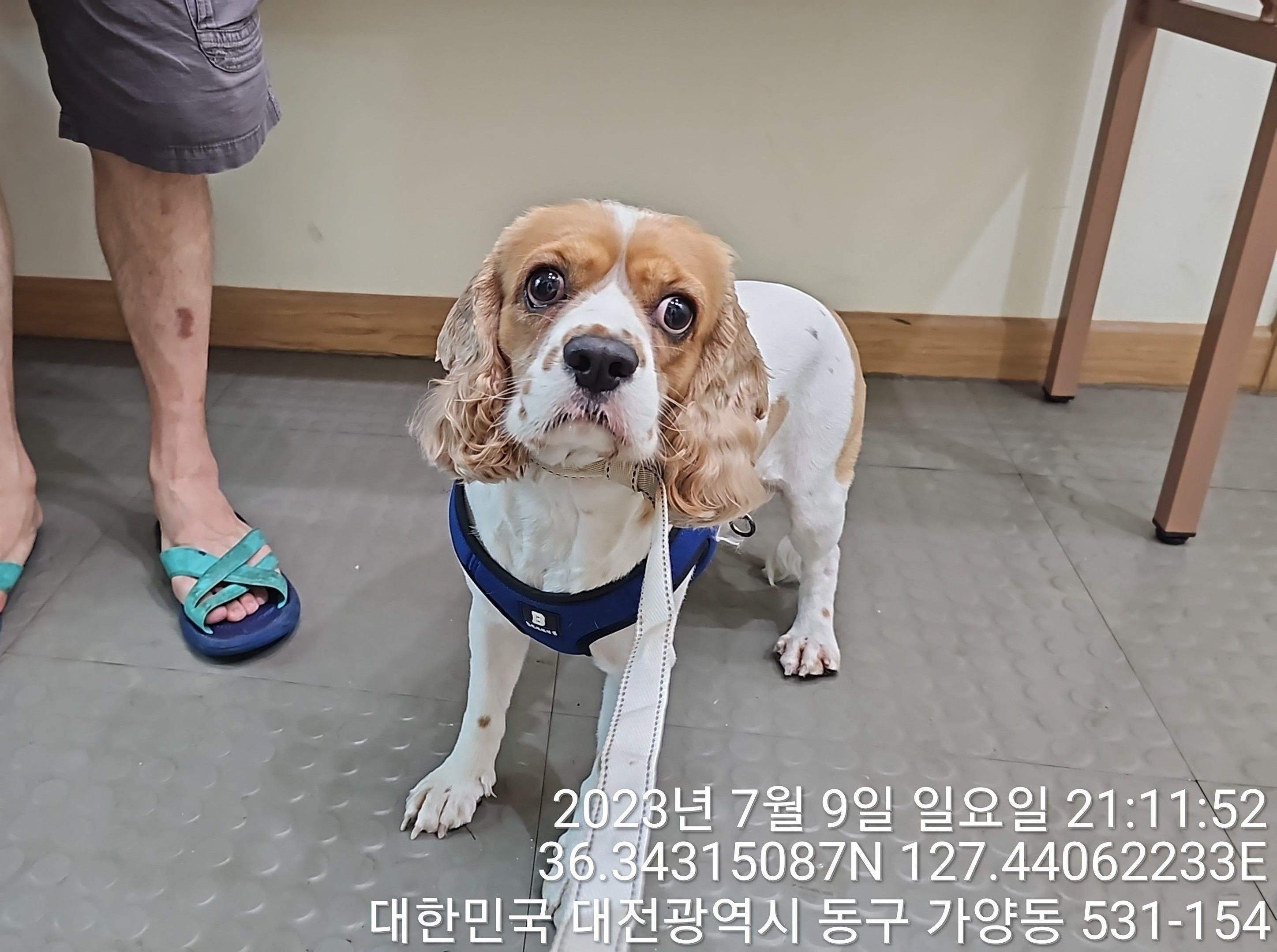 대전동물보호센터_430364202300216