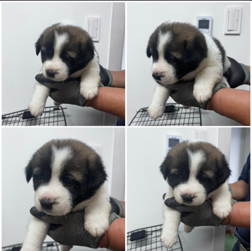 천안시유기동물보호소_444449202301606