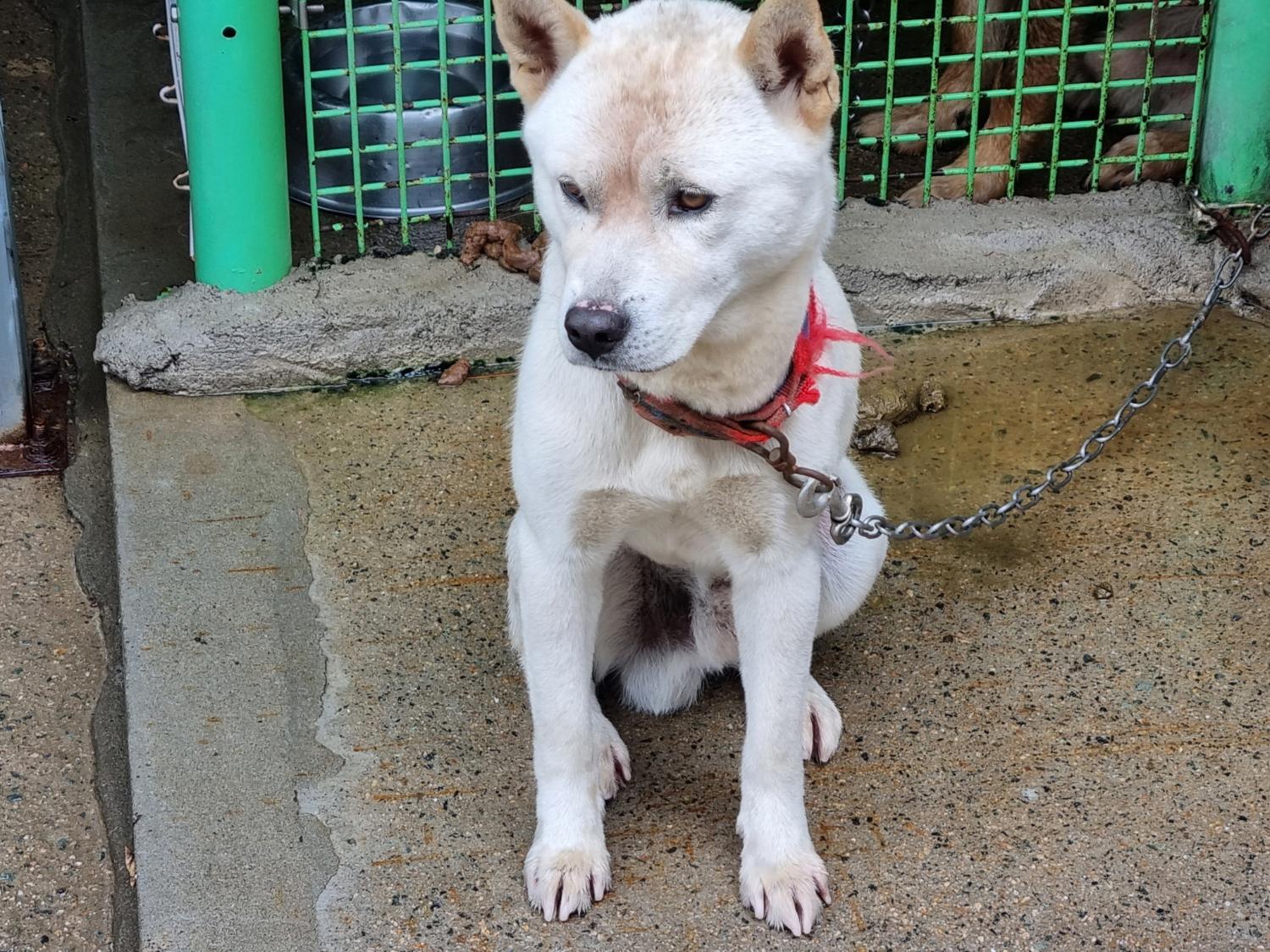 양산시 동물보호센터_448538202300418