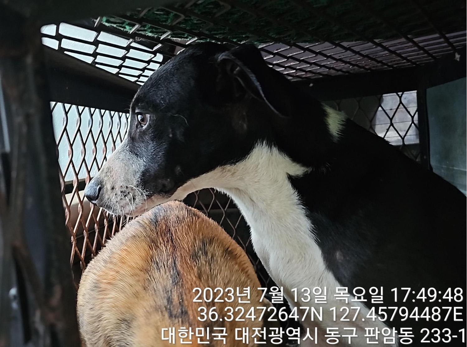 대전동물보호센터_430364202300226
