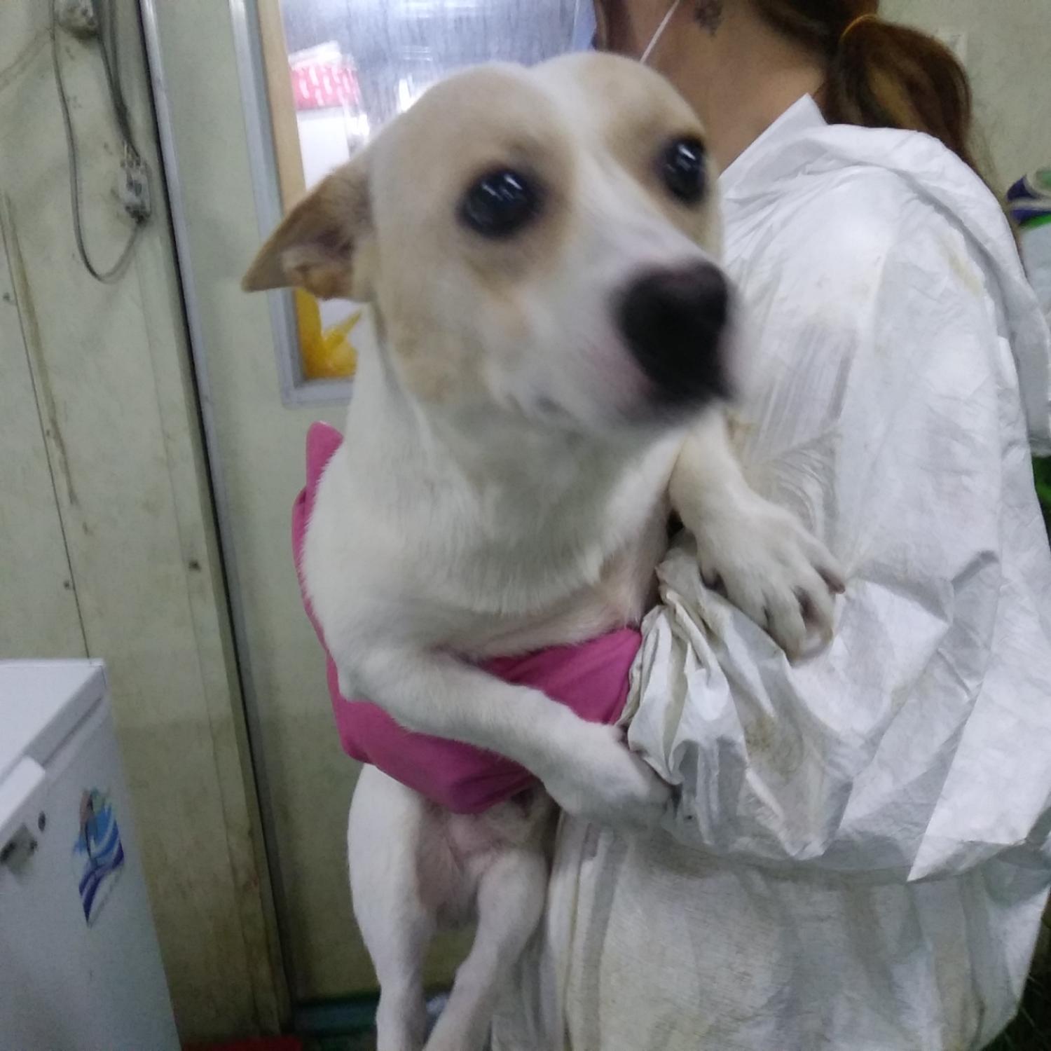 인천광역시수의사회_428353202300862