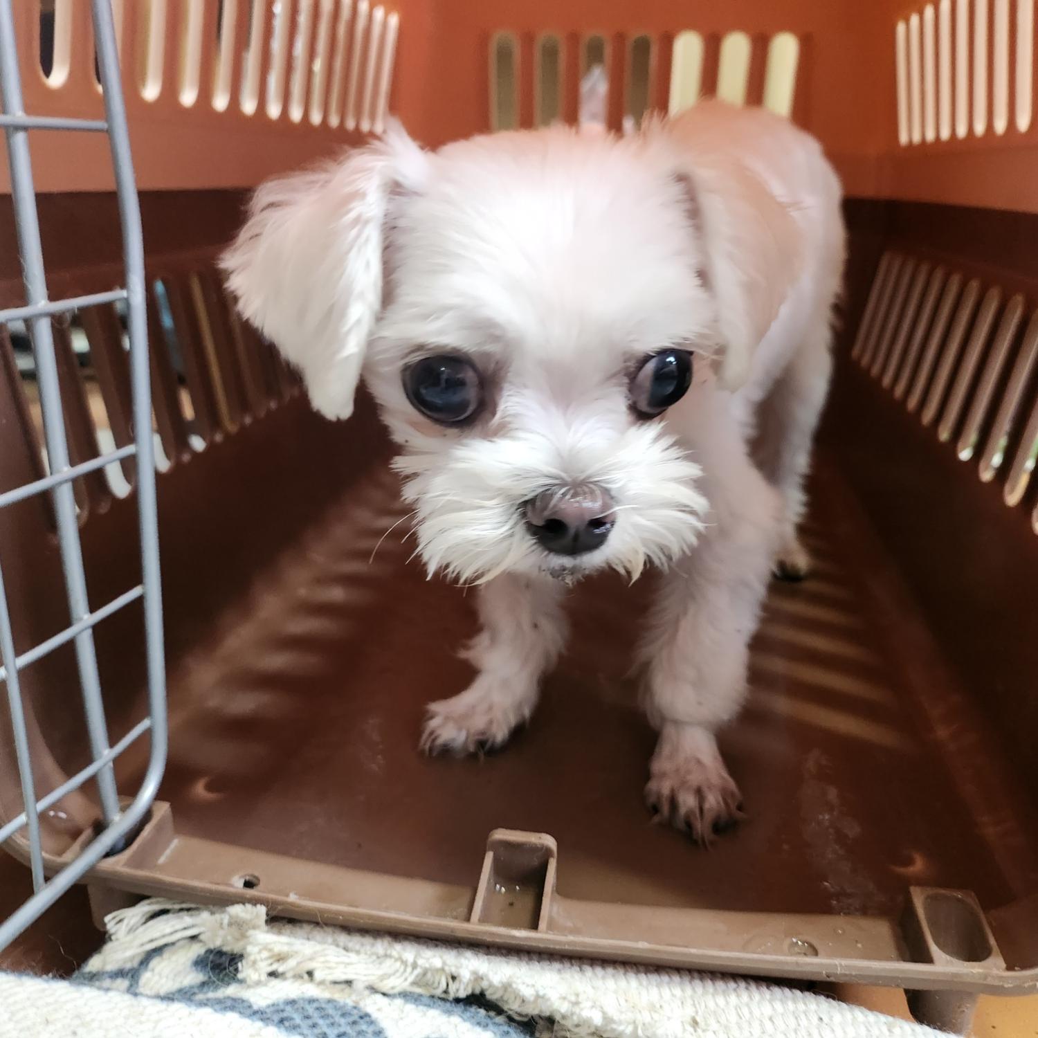 울산유기동물보호센터_431373202300759
