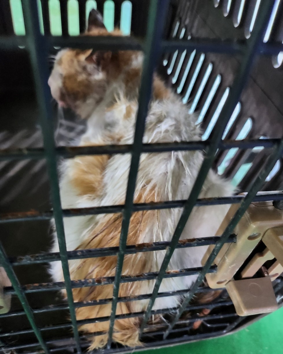 울산유기동물보호센터_431372202300366