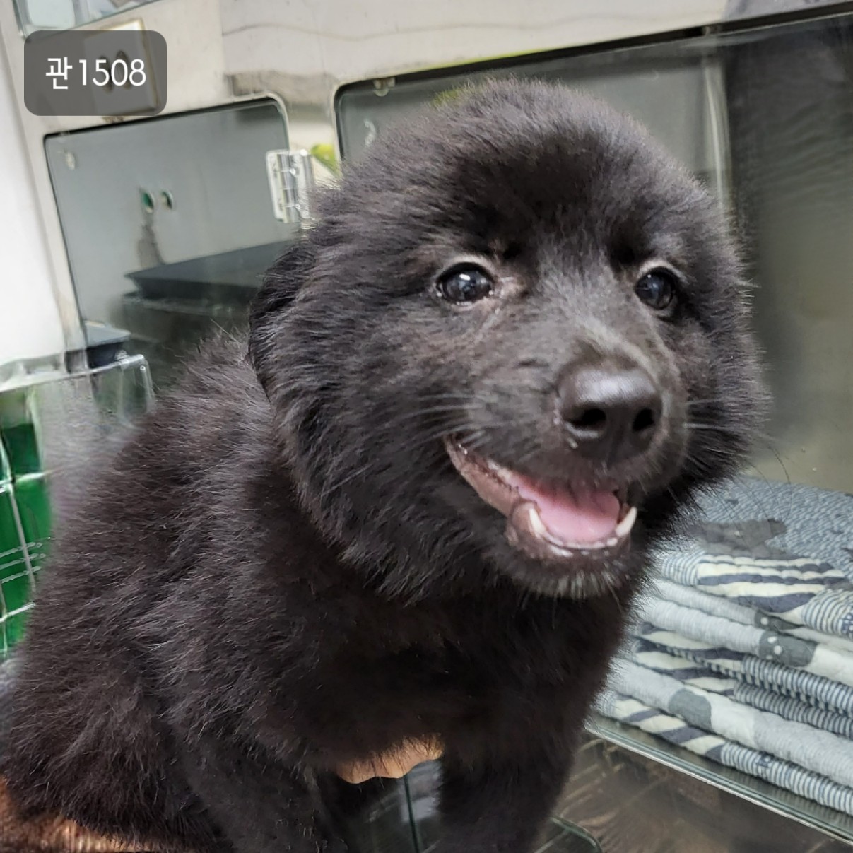 고양시동물보호센터_441394202301508
