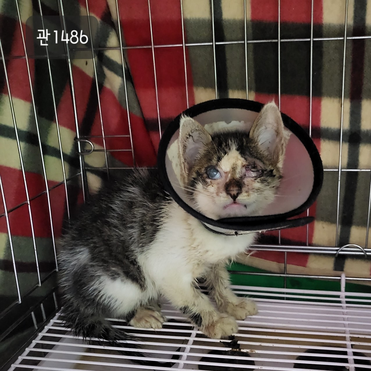 고양시동물보호센터_441394202301486